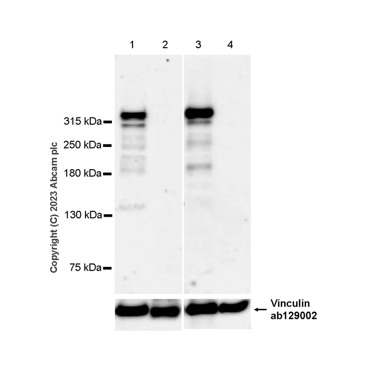 Western blot - Anti-Dystrophin antibody [EPR21189] - BSA and Azide free (AB230379)