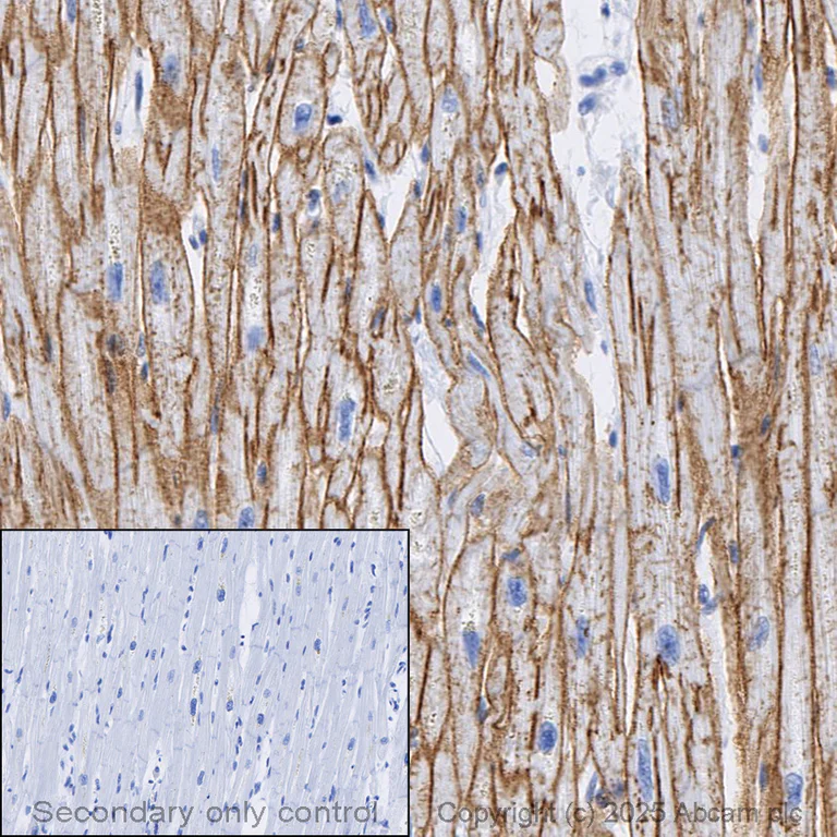 Immunohistochemistry (Formalin/PFA-fixed paraffin-embedded sections) - Anti-Dystrophin antibody [EPR23336-129] (AB275391)