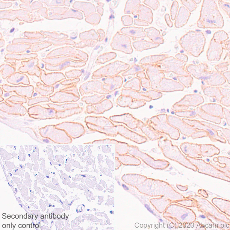 Immunohistochemistry (Formalin/PFA-fixed paraffin-embedded sections) - Anti-Dystrophin antibody [EPR23336-129] - BSA and Azide free (AB275395)