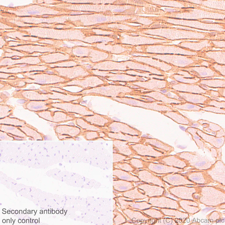 Immunohistochemistry (Formalin/PFA-fixed paraffin-embedded sections) - Anti-Dystrophin antibody [EPR23336-129] - BSA and Azide free (AB275395)