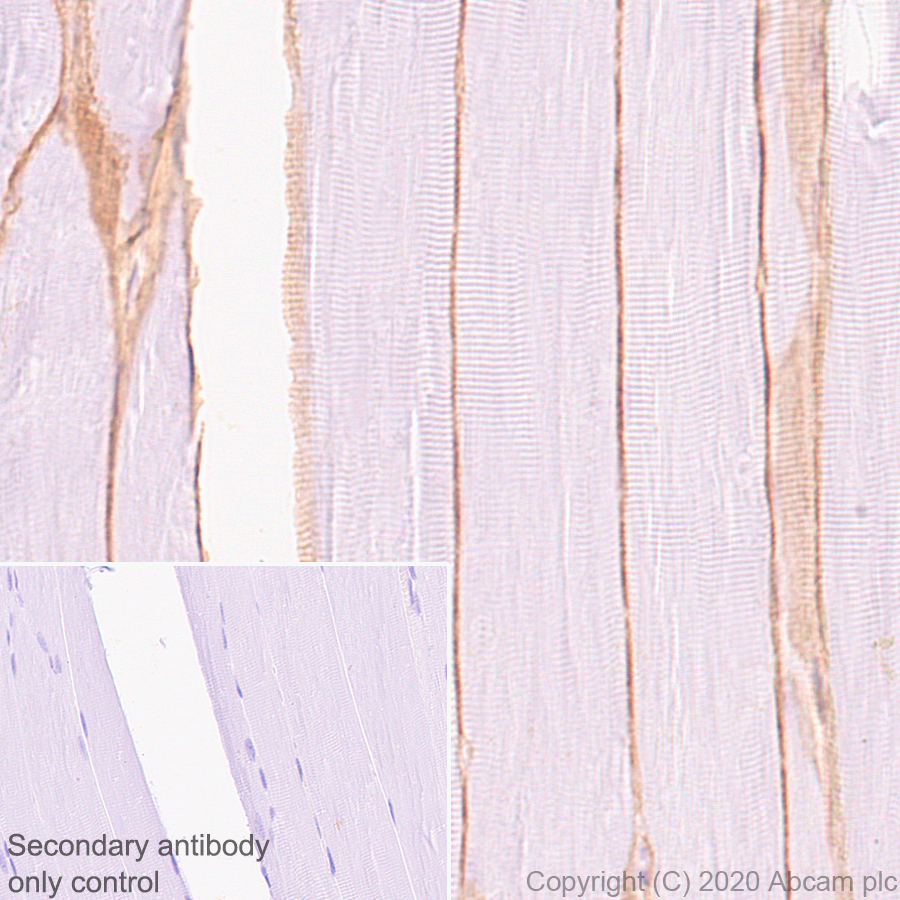 Anti-Dystrophin antibody [EPR23336-129] - BSA and Azide free