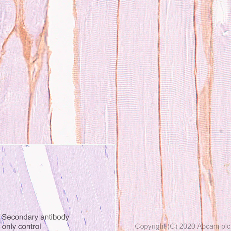 Immunohistochemistry (Formalin/PFA-fixed paraffin-embedded sections) - Anti-Dystrophin antibody [EPR23336-129] - BSA and Azide free (AB275395)