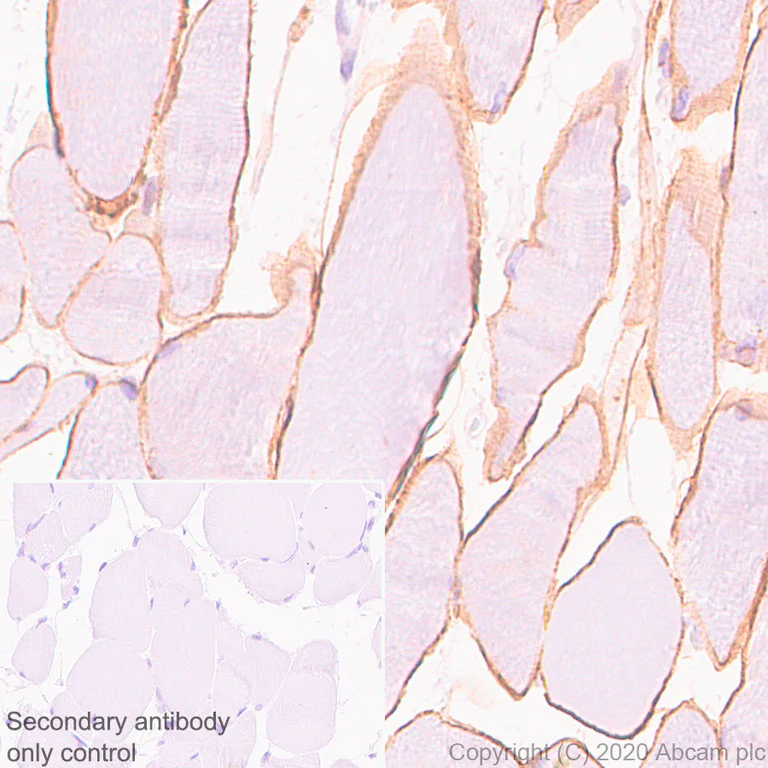 Immunohistochemistry (Formalin/PFA-fixed paraffin-embedded sections) - Anti-Dystrophin antibody [EPR23336-129] - BSA and Azide free (AB275395)