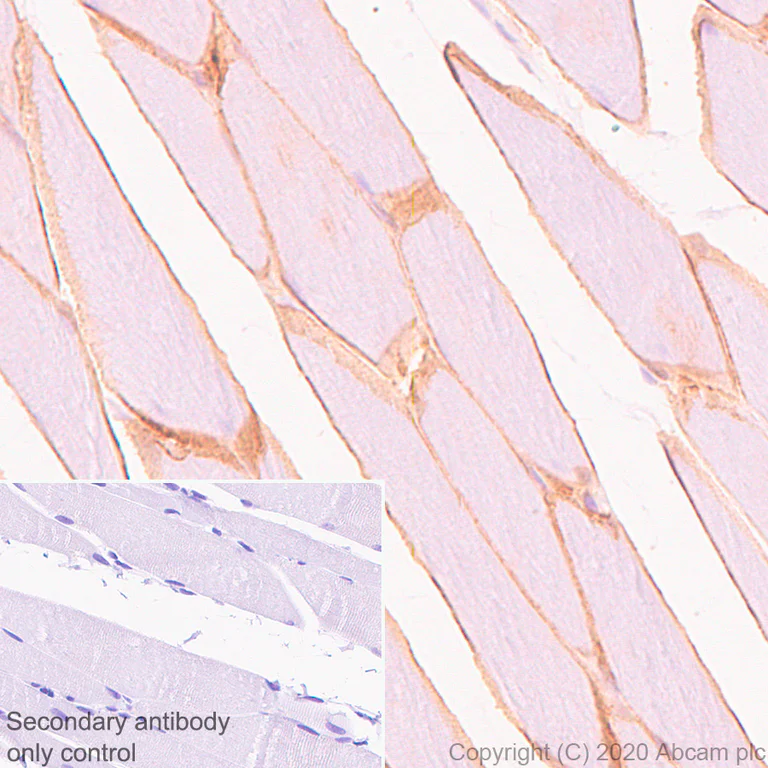 Immunohistochemistry (Formalin/PFA-fixed paraffin-embedded sections) - Anti-Dystrophin antibody [EPR23336-129] - BSA and Azide free (AB275395)