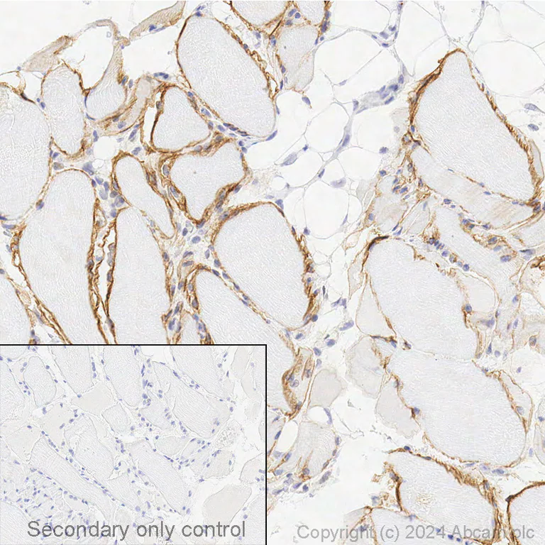 Immunohistochemistry (Formalin/PFA-fixed paraffin-embedded sections) - Anti-Dystrophin antibody [EPR23336-129] - BSA and Azide free (AB275395)