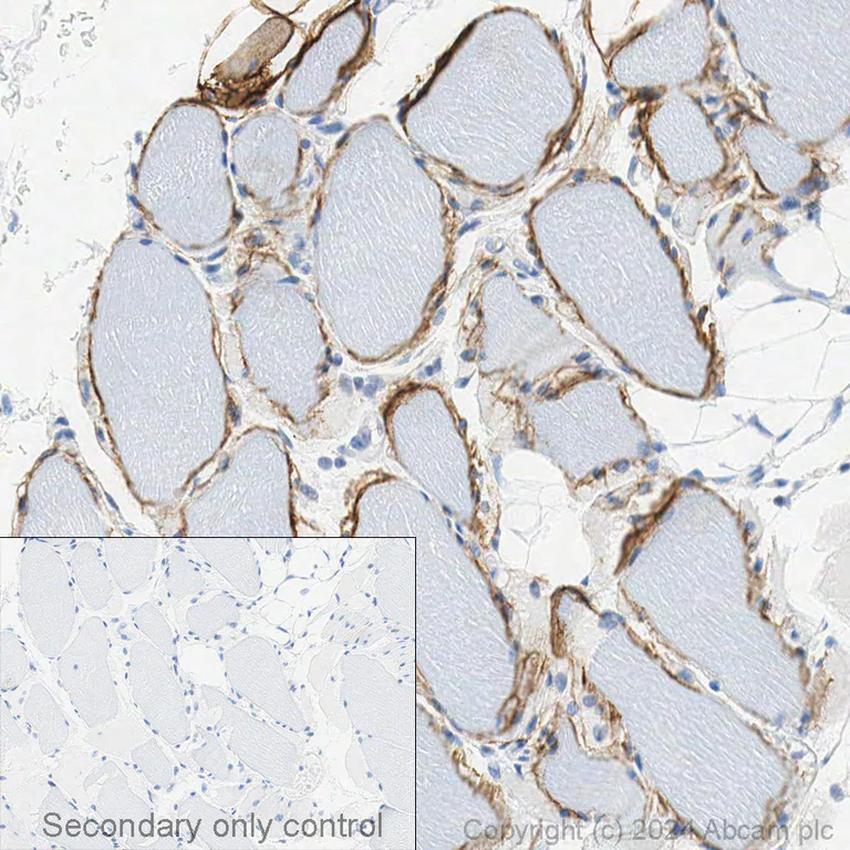 Immunohistochemistry (Formalin/PFA-fixed paraffin-embedded sections) - Anti-Dystrophin antibody [EPR23336-129] - BSA and Azide free (AB275395)
