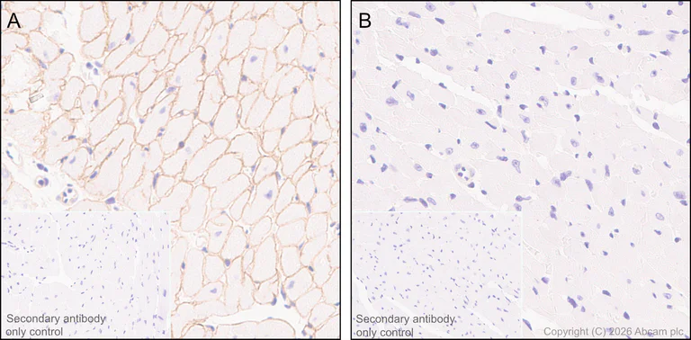 Immunohistochemistry (Formalin/PFA-fixed paraffin-embedded sections) - Anti-Dystrophin antibody [EPR23336-129] - BSA and Azide free (AB275395)
