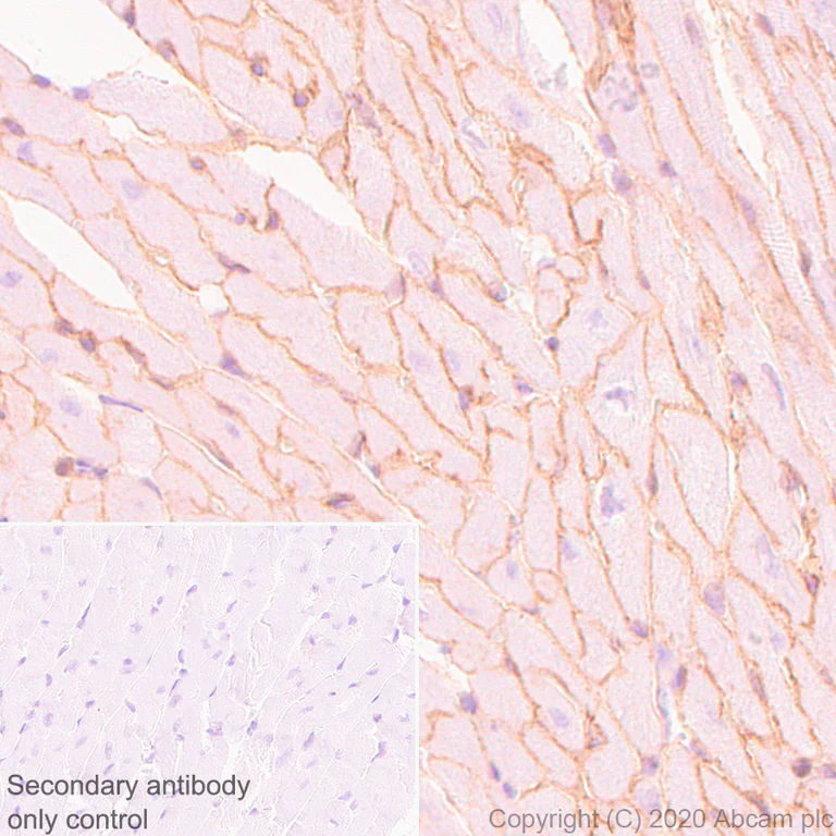 Immunohistochemistry (Formalin/PFA-fixed paraffin-embedded sections) - Anti-Dystrophin antibody [EPR23336-129] - BSA and Azide free (AB275395)