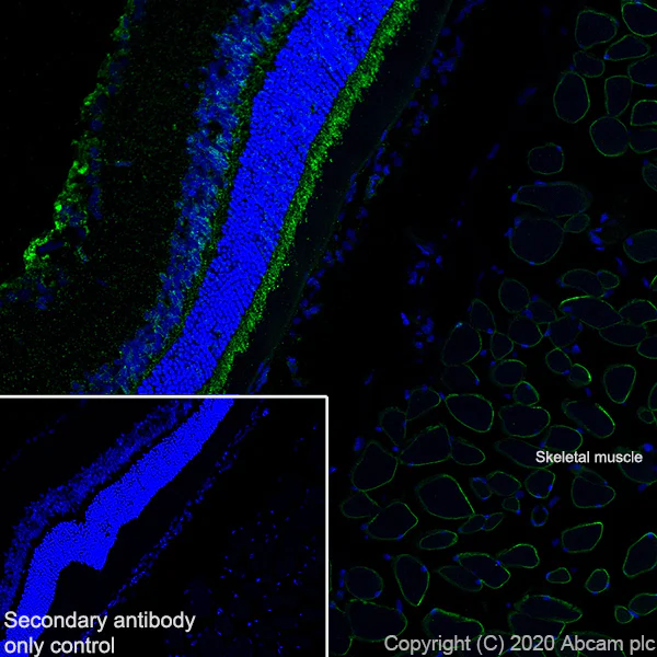 Immunohistochemistry (Frozen sections) - Anti-Dystrophin antibody [EPR23336-129] - BSA and Azide free (AB275395)