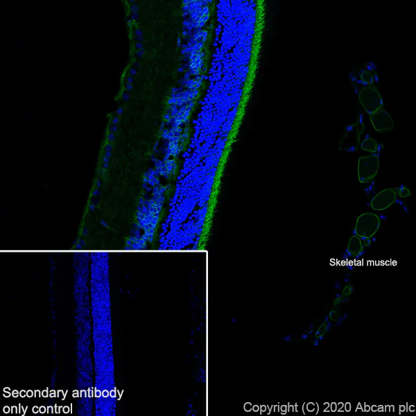 Immunohistochemistry (Frozen sections) - Anti-Dystrophin antibody [EPR23336-129] - BSA and Azide free (AB275395)