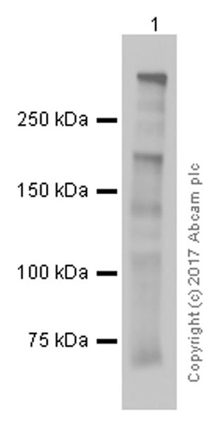 Western blot - Anti-Dystrophin antibody [EPR9598(ABC)] - BSA and Azide free (AB199717)