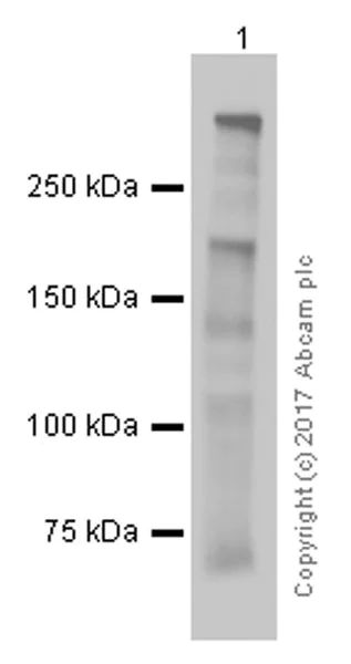 Western blot - Anti-Dystrophin antibody [EPR9598(ABC)] - BSA and Azide free (AB199717)