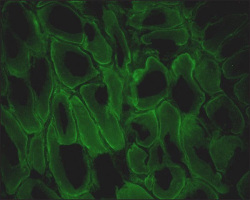 Immunohistochemistry (Frozen sections) - Anti-Dystrophin antibody [MANDRA1] (AB7164)