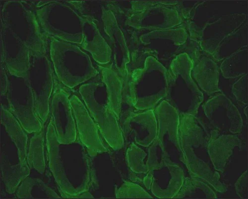 Immunohistochemistry (Frozen sections) - Anti-Dystrophin antibody [MANDRA1] (AB7164)