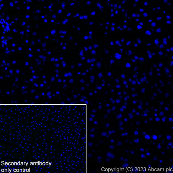 Immunohistochemistry (Frozen sections) - Anti-Dystrophin antibody [RM1069] (AB315102), expandable thumbnail
