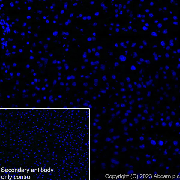 Immunohistochemistry (Frozen sections) - Anti-Dystrophin antibody [RM1069] (AB315102)