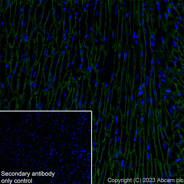 Immunohistochemistry (Frozen sections) - Anti-Dystrophin antibody [RM1069] (AB315102), expandable thumbnail