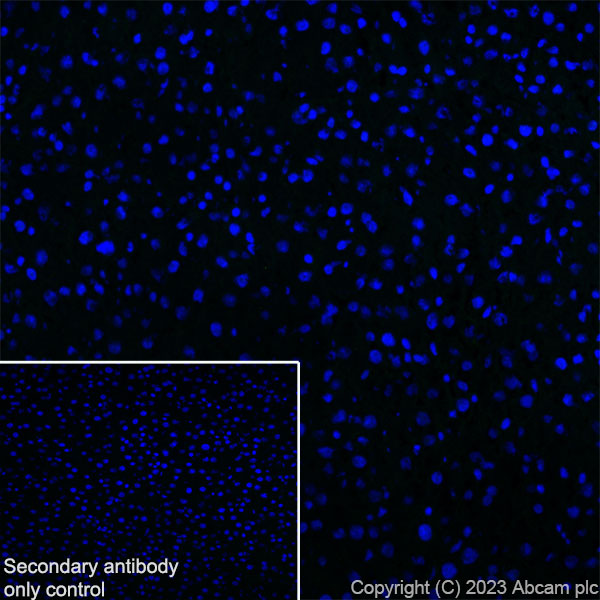 Immunohistochemistry (Frozen sections) - Anti-Dystrophin antibody [RM1069] (AB315102), expandable thumbnail