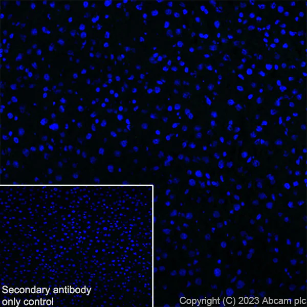 Immunohistochemistry (Frozen sections) - Anti-Dystrophin antibody [RM1069] (AB315102)