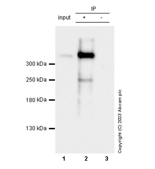 Immunoprecipitation - Anti-Dystrophin antibody [RM1069] (AB315102), expandable thumbnail