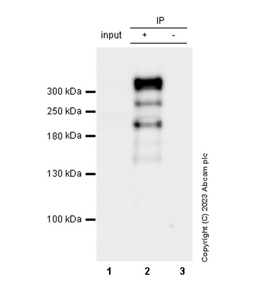Immunoprecipitation - Anti-Dystrophin antibody [RM1069] (AB315102), expandable thumbnail
