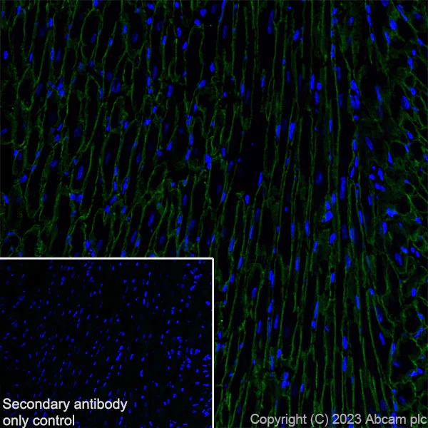 Immunohistochemistry (Frozen sections) - Anti-Dystrophin antibody [RM1069] - BSA and Azide free (AB315103)