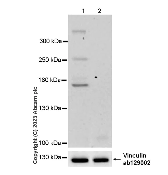 Western blot - Anti-Dystrophin antibody [RM1069] - BSA and Azide free (AB315103)