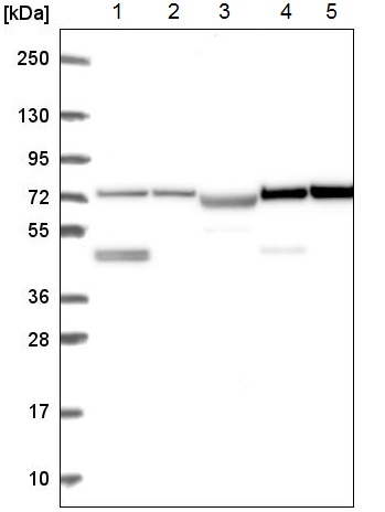 Western blot - Anti-DZANK1 antibody (AB221461), expandable thumbnail