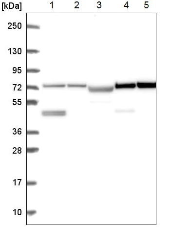 Western blot - Anti-DZANK1 antibody (AB221461)