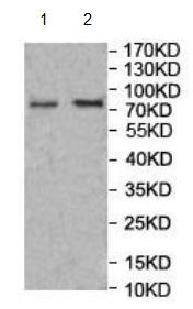 Western blot - Anti-DZIP1L antibody (AB201199), expandable thumbnail