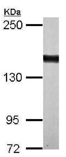 Western blot - Anti-DZIP3 antibody (AB229594), expandable thumbnail