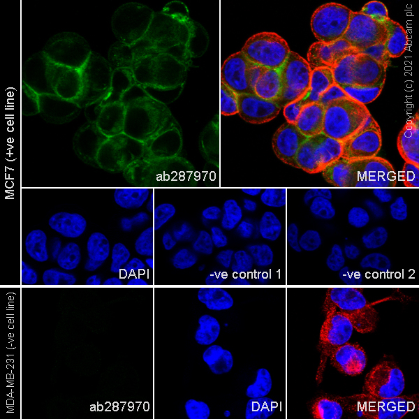 Immunocytochemistry/ Immunofluorescence - Anti-E Cadherin antibody [36/E-Cadherin] - BSA and Azide free (AB287971), expandable thumbnail
