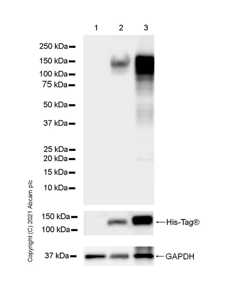 Western blot - Anti-E Cadherin antibody [36/E-Cadherin] - BSA and Azide free (AB287971)