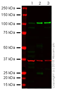 Western blot - Anti-E Cadherin antibody [4A2] (AB231303)