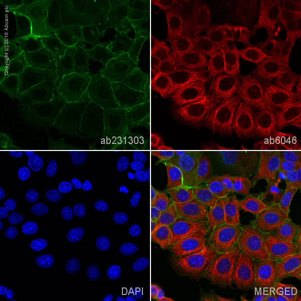 Immunocytochemistry/ Immunofluorescence - Anti-E Cadherin antibody [4A2] - BSA and Azide free (AB233766)
