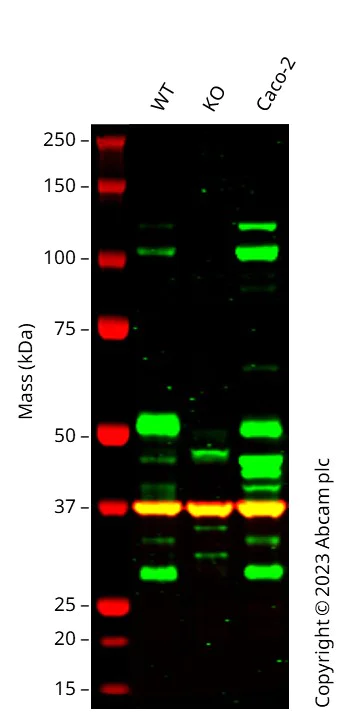 Western blot - Anti-E Cadherin antibody [4A2] - BSA and Azide free (AB233766)