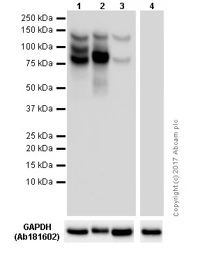 Western blot - Anti-E Cadherin antibody [EP700Y] - BSA and Azide free (AB256580)