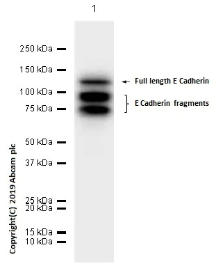 Western blot - Anti-E Cadherin antibody [EP700Y] - BSA and Azide free (AB256580)