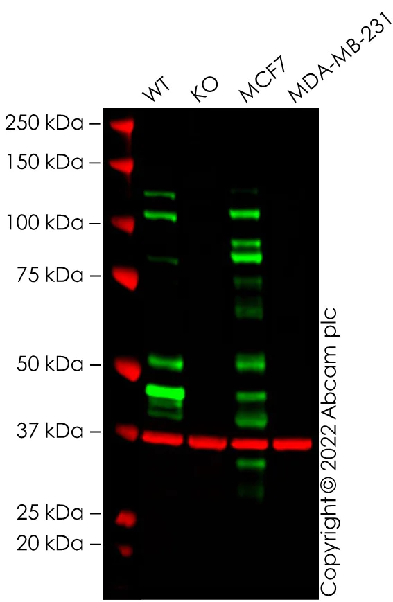 Western blot - Anti-E Cadherin antibody [EP700Y] - BSA and Azide free (AB256580)