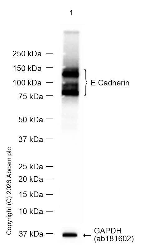 Western blot - Anti-E Cadherin antibody [EP700Y] - BSA and Azide free (AB256580)