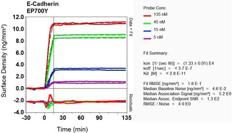 OI-RD Scanning - Anti-E Cadherin antibody [EP700Y] - Low endotoxin, Azide free (AB201499)