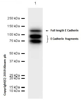 Western blot - Anti-E Cadherin antibody [EP700Y] - Low endotoxin, Azide free (ab201499), expandable thumbnail