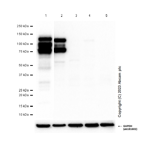 Western blot - Anti-E Cadherin antibody [EP700Y] - Low endotoxin, Azide free (ab201499), expandable thumbnail