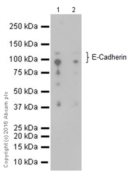 Western blot - Anti-E Cadherin antibody [EPR16845-108] (AB181296), expandable thumbnail