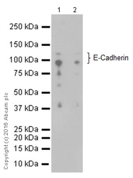 Western blot - Anti-E Cadherin antibody [EPR16845-108] (AB181296)
