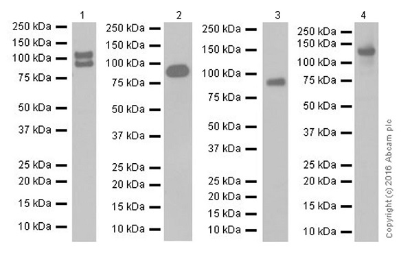 Western blot - Anti-E Cadherin antibody [EPR16845-108] (AB181296), expandable thumbnail