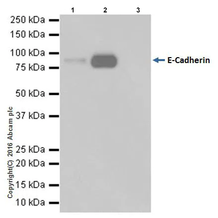 Immunoprecipitation - Anti-E Cadherin antibody [EPR16845-34] (AB212059)