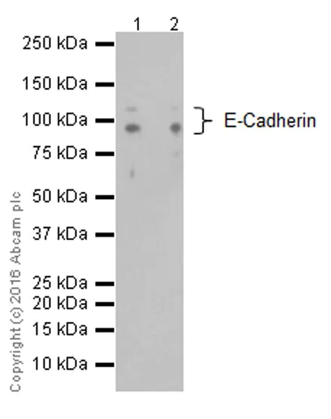 Western blot - Anti-E Cadherin antibody [EPR16845-34] (AB212059)