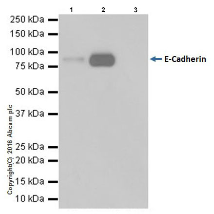 Immunoprecipitation - Anti-E Cadherin antibody [EPR16845-34] - BSA and Azide free (AB251536), expandable thumbnail