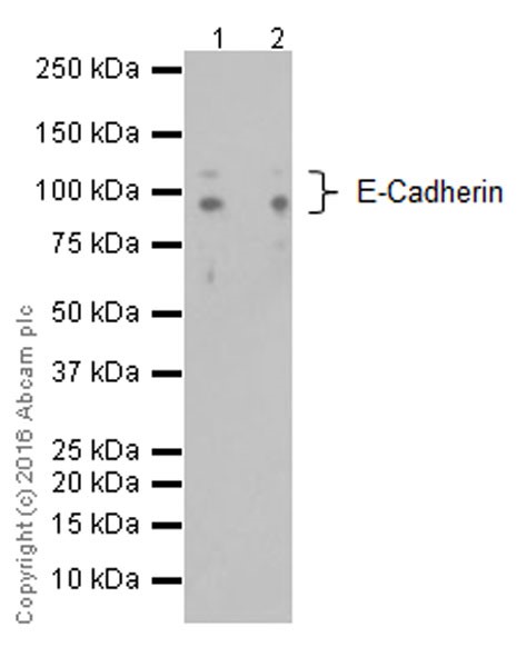 Western blot - Anti-E Cadherin antibody [EPR16845-34] - BSA and Azide free (AB251536), expandable thumbnail
